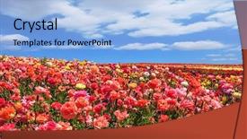  Presentation with export - Cool new presentation design with picturesque field of the blossoming buttercups - ranunculus spring flowering garden large buttercups- ranunculus flowers are grown for export in the nordic countries backdrop and a light blue colored foreground