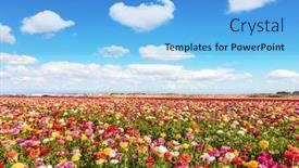  Presentation with botanical - Cool new slide set with picturesque-fields-in-the-israeli backdrop and a light blue colored foreground