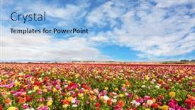  Presentation with botanical - Slide deck with picturesque-fields-of-blooming-multi background and a light blue colored foreground