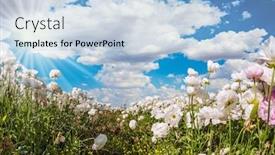  Presentation with botanical - Colorful PPT theme enhanced with picturesque-fields-of-blooming backdrop and a light blue colored foreground