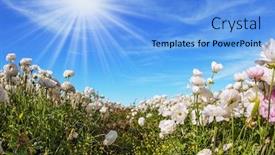  Presentation with botanical - Colorful presentation enhanced with picturesque-fields-of-blooming backdrop and a light blue colored foreground