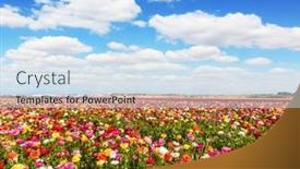  Presentation with israel - Slide set featuring picturesque-fields-of-buttercups background and a sky blue colored foreground