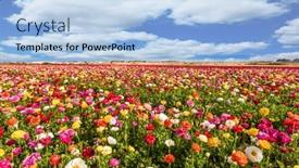  Presentation with israel - Presentation theme consisting of picturesque-fields-of-buttercups background and a light blue colored foreground