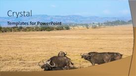  Presentation with grass - Theme having picturesque-herd-of-buffalo-resting background and a light blue colored foreground