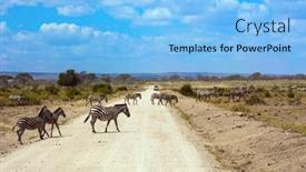  Presentation with savannah - PPT theme enhanced with picturesque-herd-of-zebras-crosses background and a light blue colored foreground