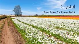  Presentation with bloom - PPT layouts consisting of picturesque-huge-fields-of-flowers background and a light blue colored foreground