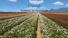  Presentation with hot spring - PPT theme having picturesque-large-garden-buttercups-ranunculus background and a light blue colored foreground