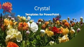  Presentation with israel - Slides featuring picturesque-large-garden-flowers-magnificent background and a teal colored foreground