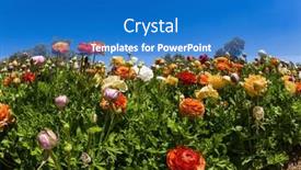  Presentation with israel - PPT theme enhanced with picturesque-large-garden-flowers-magnificent background and a teal colored foreground