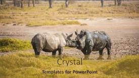  Presentation with pair - Colorful theme enhanced with picturesque-pair-of-wild-rhinos backdrop and a gold colored foreground