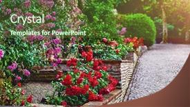  Presentation with roses - Presentation with picturesque park walkway of paving background and a tawny brown colored foreground