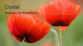  Presentation with poppies - Colorful PPT theme enhanced with picturesque red poppies with shallow depth of field backdrop and a red colored foreground