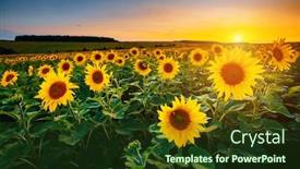  Presentation with sunflowers - Amazing slides having picturesque-scene-of-vivid-yellow backdrop and a tawny brown colored foreground