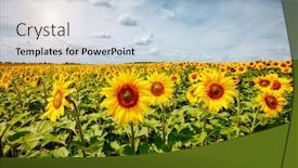  Presentation with agrarian - Beautiful presentation theme featuring picturesque-scene-with-bright-yellow backdrop and a light blue colored foreground