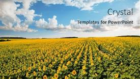  Presentation with agrarian - Presentation theme with picturesque-sunflower-plantation-in-sunny background and a light blue colored foreground