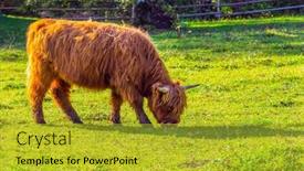  Presentation with pasture - Audience pleasing slide deck consisting of picturesque-thoroughbred-horned-scottish-calf backdrop and a gold colored foreground