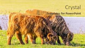  Presentation with pasture - Amazing theme having picturesque-thoroughbred-red-scottish-cows backdrop and a yellow colored foreground