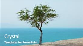  Presentation with old dry tree - Audience pleasing slide deck consisting of picturesque tree on dry cliff backdrop and a  colored foreground