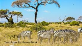 Presentation with kenya - Beautiful PPT layouts featuring picturesque-zebras-and-heron-graze backdrop and a yellow colored foreground