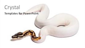  Presentation with python - PPT theme consisting of piebald-high-white-ball-python background and a white colored foreground