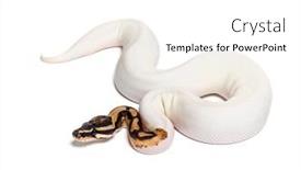  Presentation with python - Presentation design having piebald-high-white-ball-python background and a white colored foreground