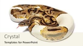  Presentation with python - Slide set with piebald-python-regius-smelling background and a lemonade colored foreground