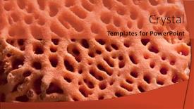  Presentation with coral reef - Amazing presentation theme having piece-of-coral-reef-washed backdrop and a red colored foreground