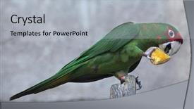  Presentation with animal - Slide set with piece of orange wild life background and a light gray colored foreground