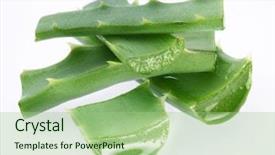  Presentation with aloe vera gel - Beautiful slides featuring pieces of aloe vera isolated backdrop and a mint green colored foreground