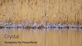 Presentation with winter ice - Audience pleasing slide set consisting of pieces-of-ice-on-dried backdrop and a coral colored foreground