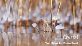  Presentation with winter ice - Slides having pieces-of-ice-on-dried background and a coral colored foreground