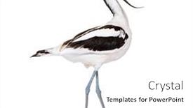  Presentation with black family - PPT theme featuring pied-avocet-recurvirostra-avosetta-black background and a white colored foreground