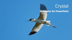  Presentation with flying - Audience pleasing presentation design consisting of pied-avocet-recurvirostra-avosetta-flying backdrop and a teal colored foreground