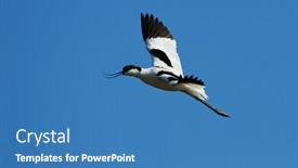  Presentation with flying - Slides enhanced with pied-avocet-recurvirostra-avosetta-flying background and a teal colored foreground
