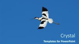  Presentation with flying - Colorful theme enhanced with pied-avocet-recurvirostra-avosetta-flying backdrop and a teal colored foreground
