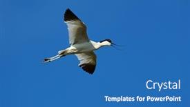  Presentation with flying - Slide deck featuring pied-avocet-recurvirostra-avosetta-flying background and a teal colored foreground