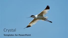  Presentation with flying - Beautiful PPT layouts featuring pied-avocet-recurvirostra-avosetta-flying backdrop and a light blue colored foreground