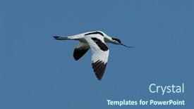  Presentation with danube delta - Presentation enhanced with pied-avocet-recurvirostra-avosetta background and a ocean colored foreground