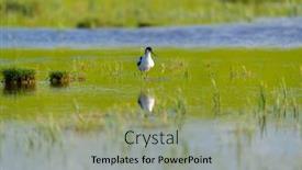  Presentation with nature - Presentation featuring pied-avocet-wading-in-nature background and a yellow colored foreground