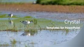  Presentation with nature - PPT theme having pied-avocet-wading-in-nature background and a gray colored foreground