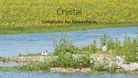  Presentation with breeding - Audience pleasing PPT theme consisting of pied-avocets-couple-breeding backdrop and a yellow colored foreground