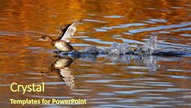  Presentation with fall colors - PPT theme having pied billed grebe running across background and a tawny brown colored foreground