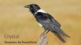  Presentation with crow - Presentation theme featuring pied-crow-corvus-albus-perched background and a yellow colored foreground