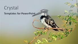  Presentation with kruger - Amazing PPT layouts having pied-kingfisher-ceryle-rudis-perched backdrop and a lemonade colored foreground