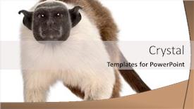  Presentation with old - Theme enhanced with pied-tamarin-saguinus-bicolor-4 background and a light gray colored foreground