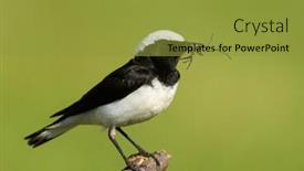  Presentation with natural - PPT layouts enhanced with pied-wheatear-oenanthe-pleschanka background and a gold colored foreground