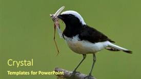  Presentation with natural - Amazing slide set having pied-wheatear-oenanthe-pleschanka backdrop and a tawny brown colored foreground
