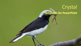  Presentation with natural - Slides enhanced with pied-wheatear-oenanthe-pleschanka background and a tawny brown colored foreground