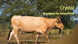  Presentation with cattle - Slide set with calvs - piedmontese cattle cows drinking background and a tawny brown colored foreground