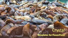  Presentation with lions - PPT theme with pier-39-in-san-francisco background and a tawny brown colored foreground